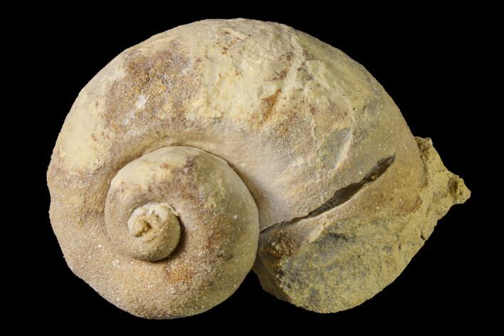 Ordovician Gastropod (Holopea) Fossil - Wisconsin #162980